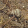 Ladder Horn Snail