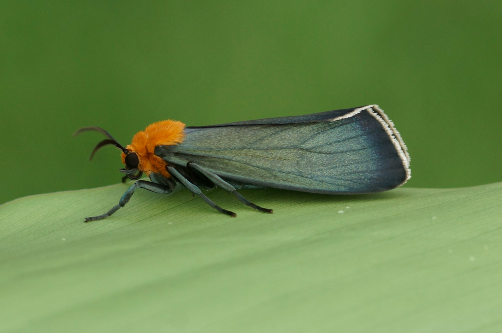 Tiger moth