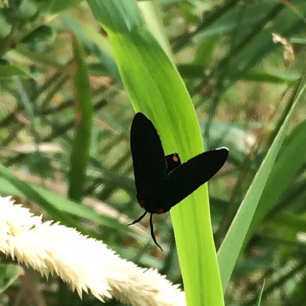 Red-shouldered Ctenucha Moth