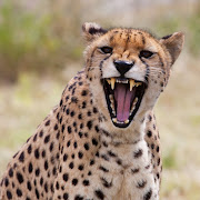 Learn more about the cheetah at the Hoedspruit Endangered Species Centre.