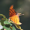 Red Daggerwing