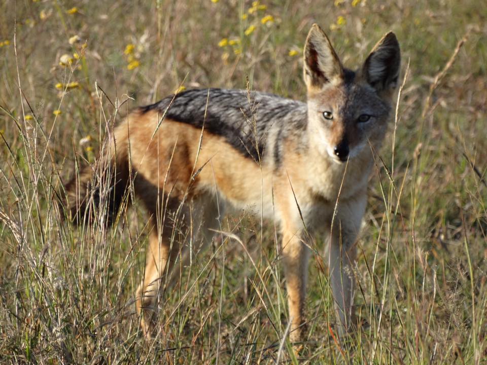 Black backed Jackal