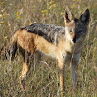 Black backed Jackal