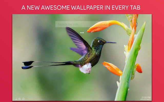 Hummingbird Wallpaper HD Custom New Tab