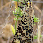 Large Ant- Lion