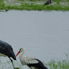 white stork