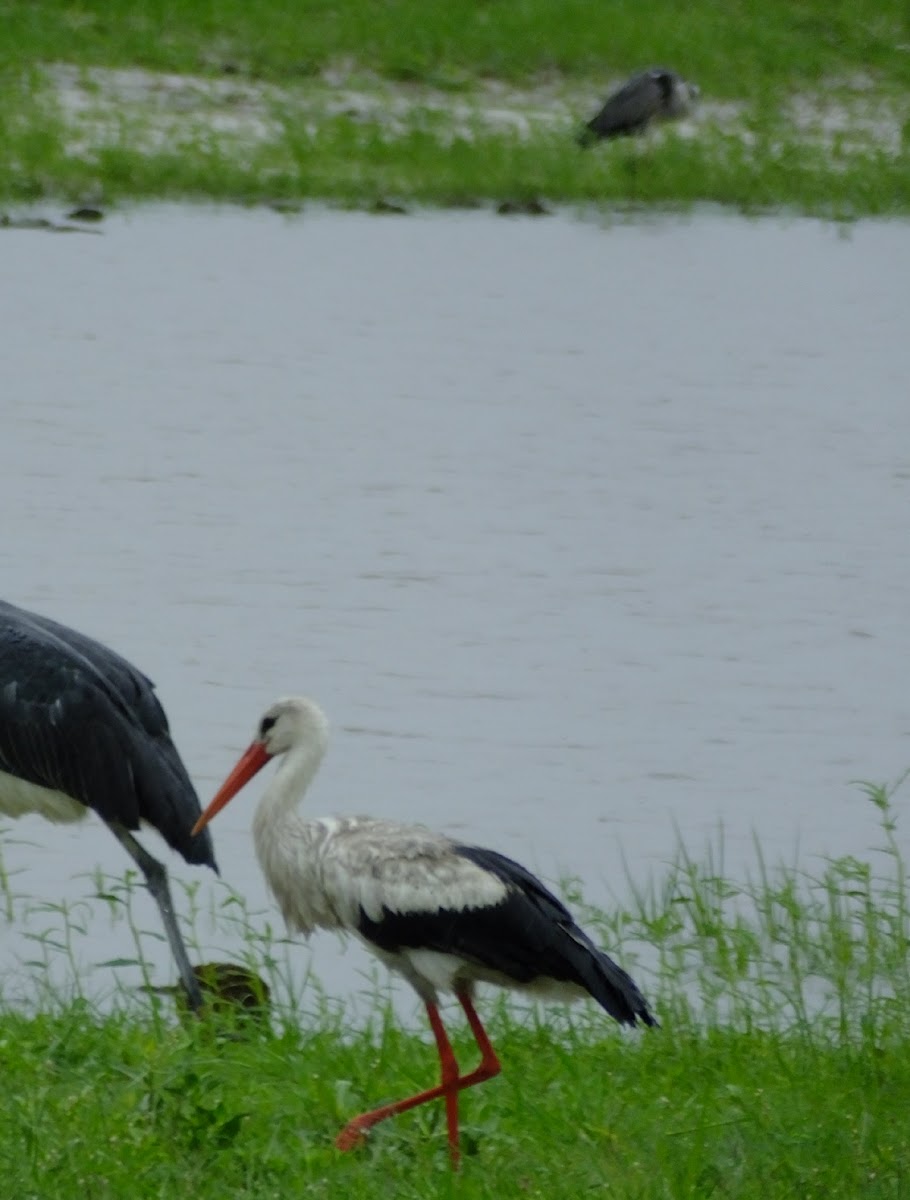 white stork