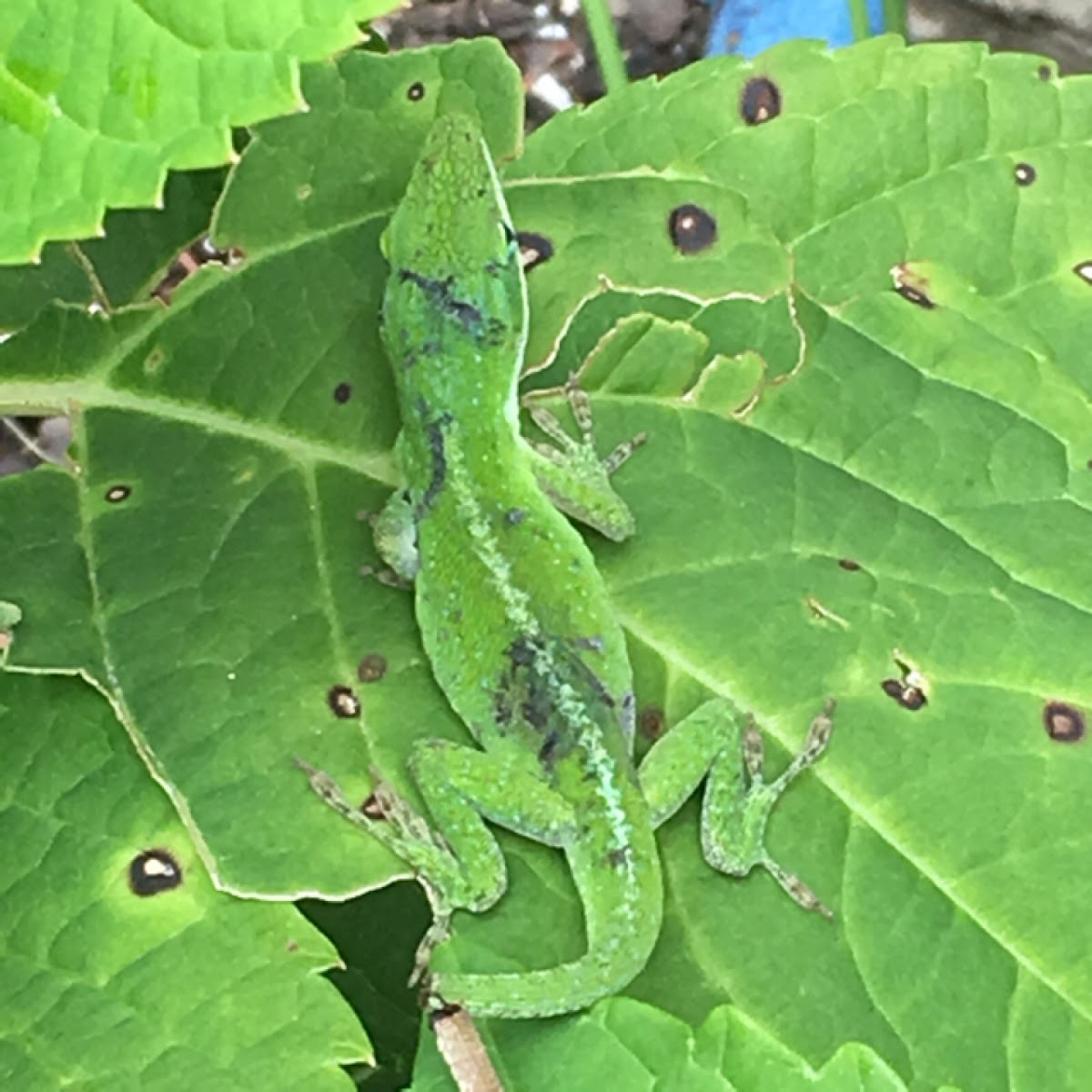 Green anole