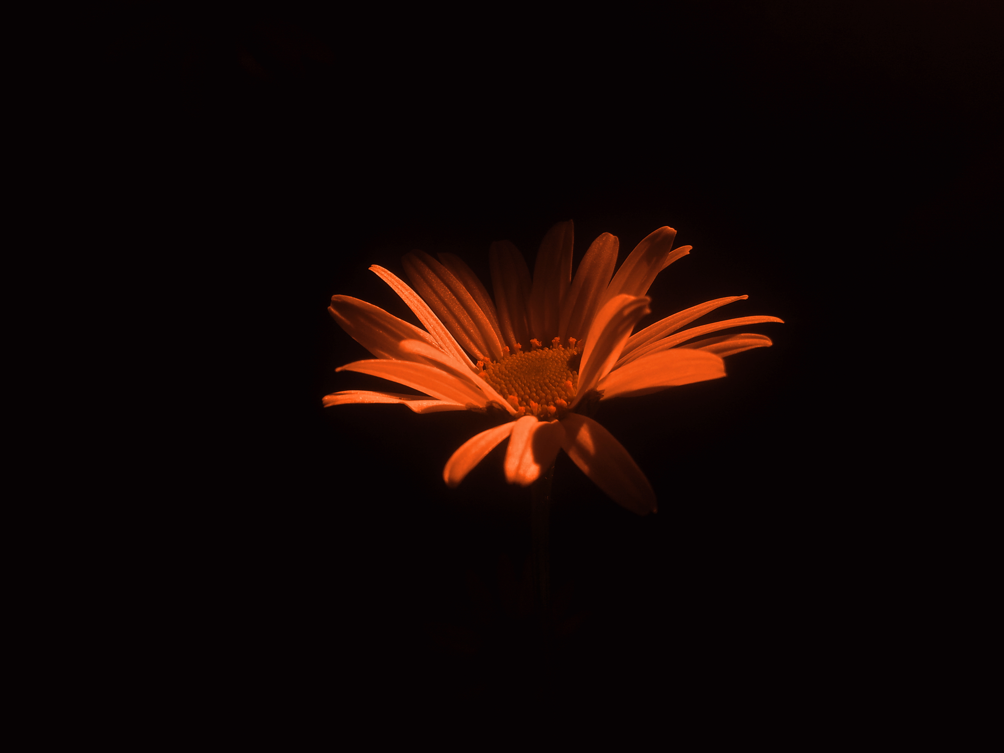 Orange flower di -Os-