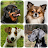 Dog Breeds - Quiz about dogs! icon