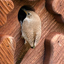 House Wren