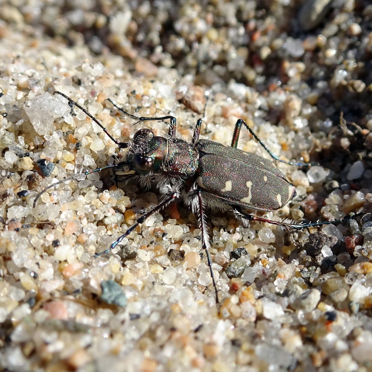 Twelve-spotted Tiger Beetle