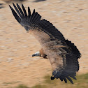 Buitre leonado (Griffon vulture)