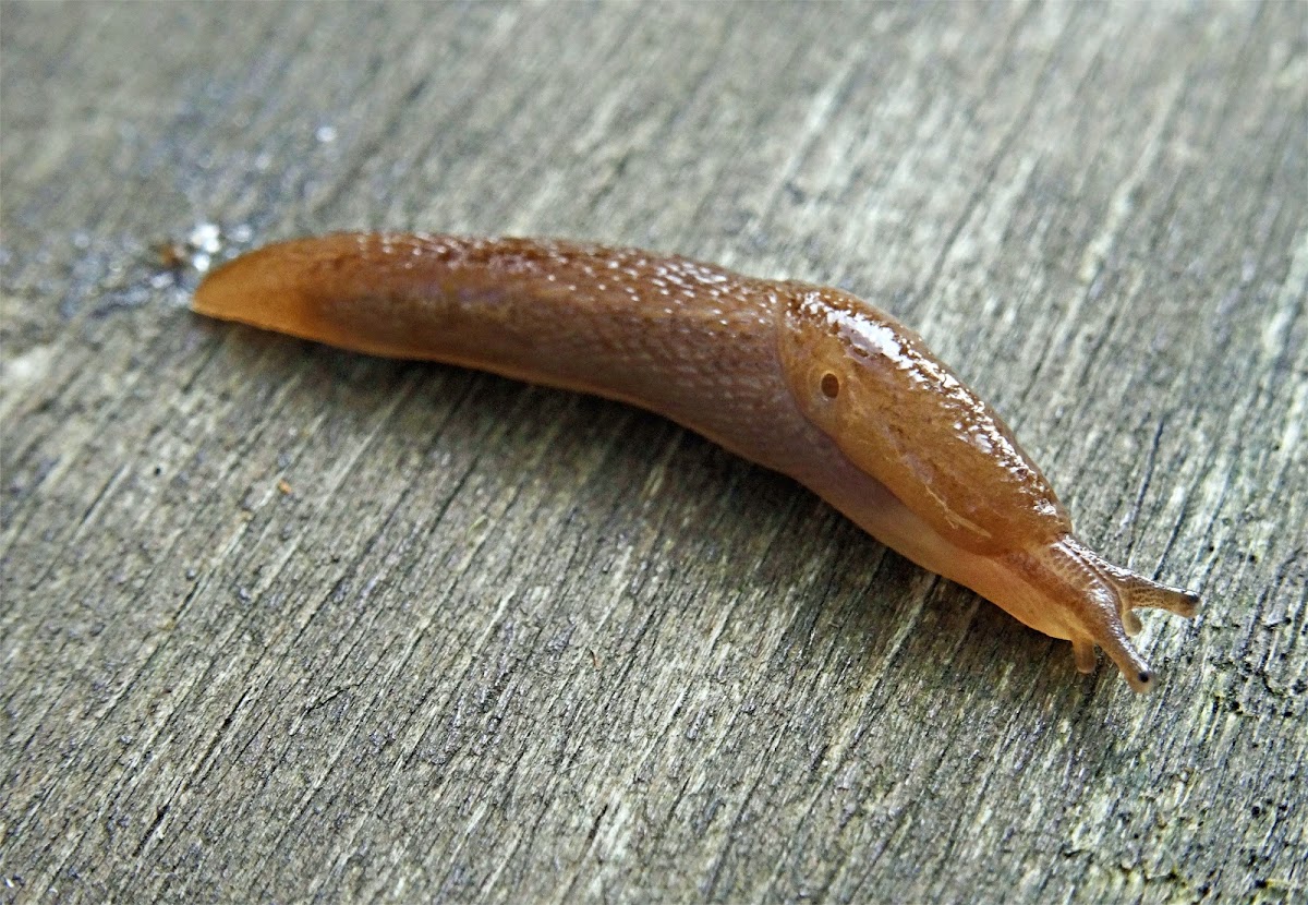 Grey Field Slug