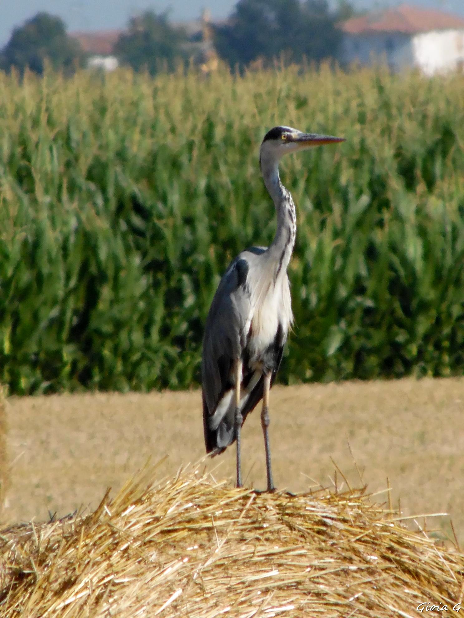 La vedetta di joysphoto