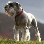 Miniature schnauzer Wallpapers Apk