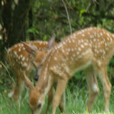 Sika Deer