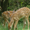 Sika Deer