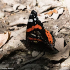 Red Admiral