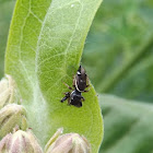 Jumping Spider