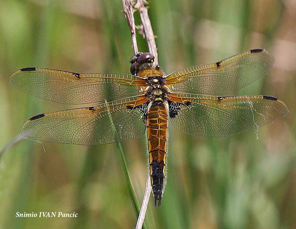 Four-spotted Chaser