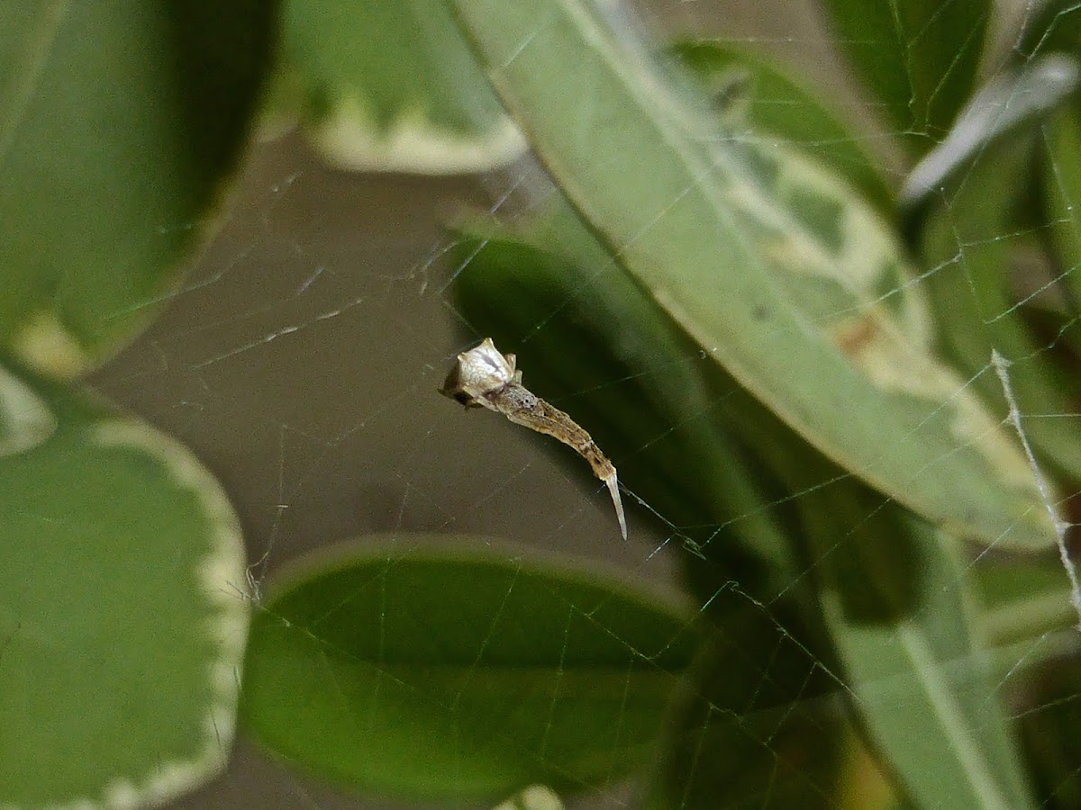 Cribellate Orb Weaver