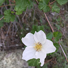 Boulder raspberry