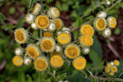 Helichrysum foetidum