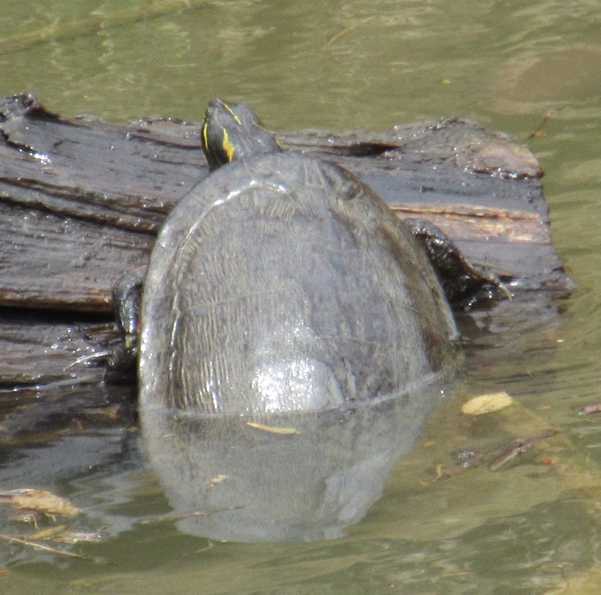 Eastern River Cooter