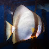 Golden Spadefish