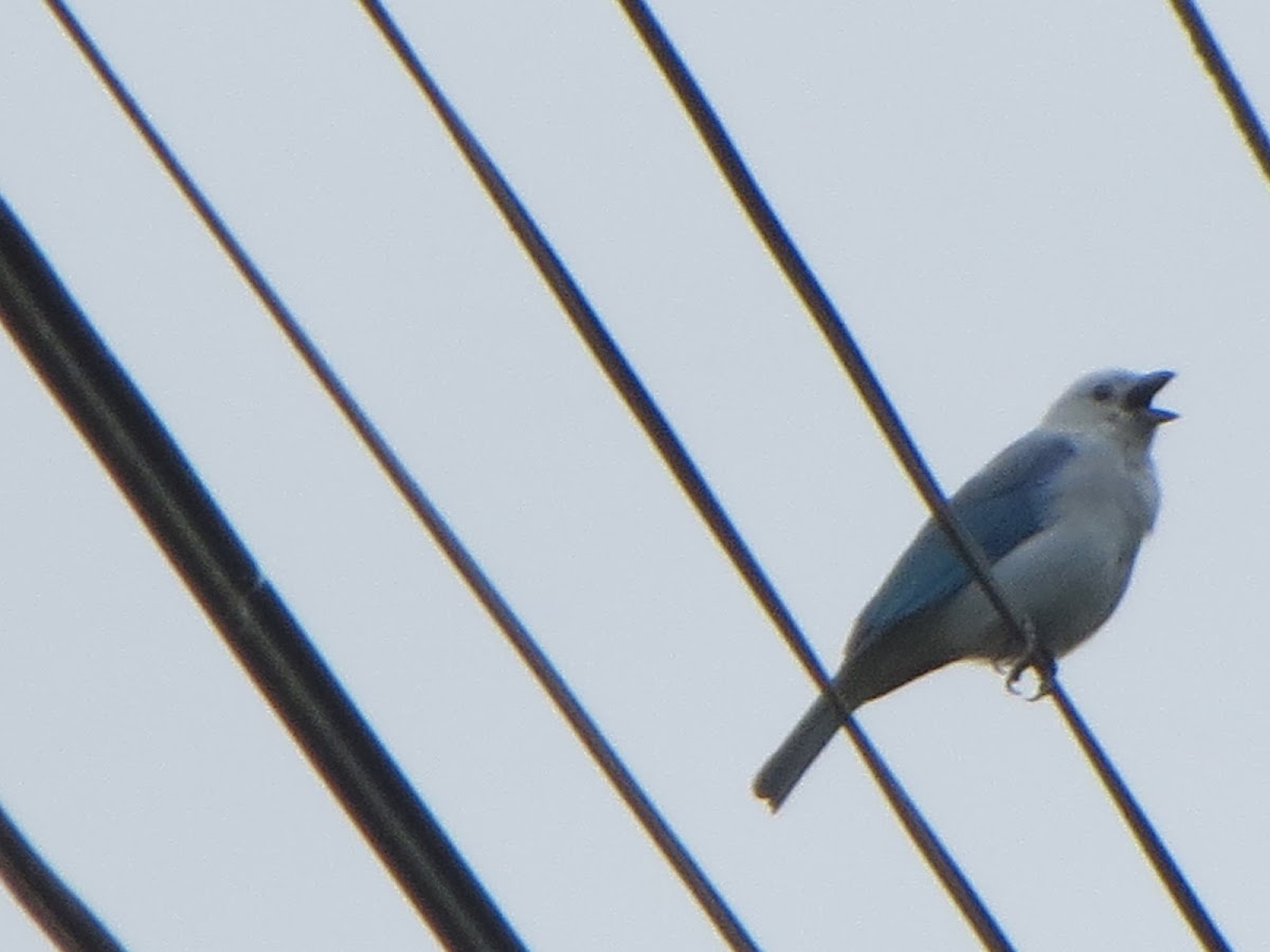 blue-gray tanager