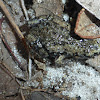 Eastern Narrow-mouthed Toad