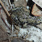 Eastern Narrow-mouthed Toad