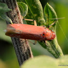 Froghoppers