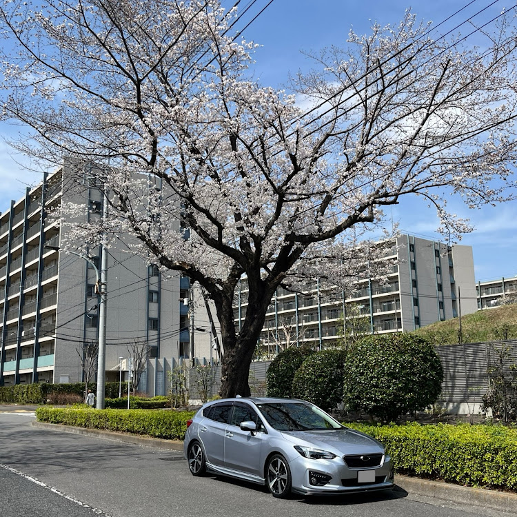 インプレッサ スポーツの桜シーズン開幕・サクラと愛車に関するカスタム事例の投稿画像1枚目