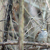 White-throated sparrow