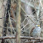 White-throated sparrow