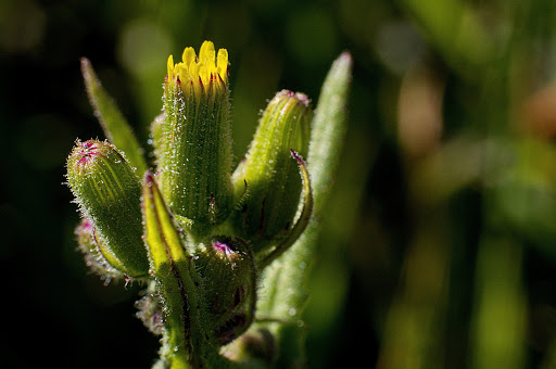 Senecio lividus