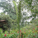 Ecuadorean Ivory Palm