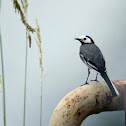 White wagtail