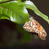 Gulf Fritillary