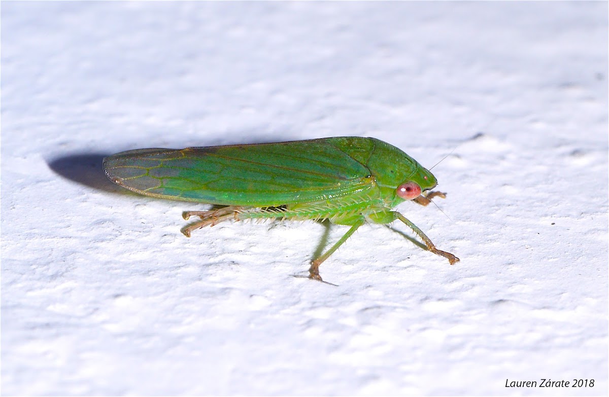 Leafhopper