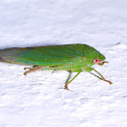 Leafhopper