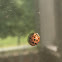 Multicolored Asian Lady Beetle