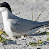 Least Tern