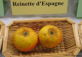 http://dinan.dinancommunaute.fr/conservatoire/sites/default/files/styles/fruit_fiche/public/fruits/pommes/photos_fruit/Reinette%20d%27Espagne.jpg?itok=FNWo4BaQ