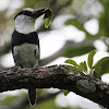 White-necked Puffbird