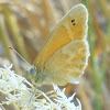 Common Ringlet