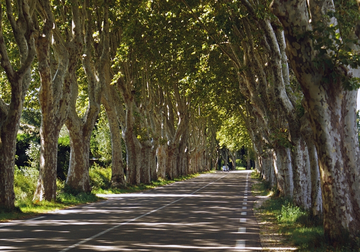 Strade di Provenza di carlo-bi