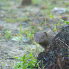 Indian gray mongoose